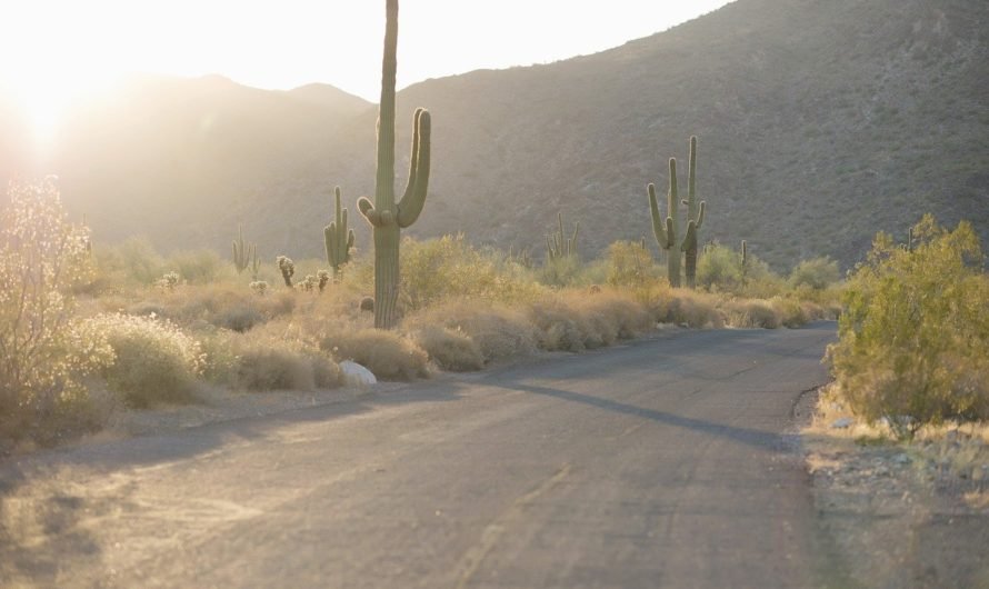 The Saguaro Census is underway and the Park Service wants your help