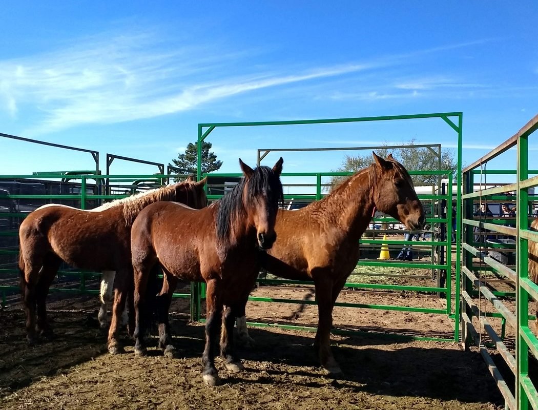 three mares from Nevada