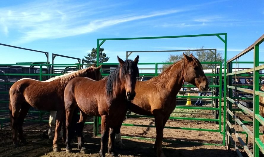 Wild horses and braying burros for sale
