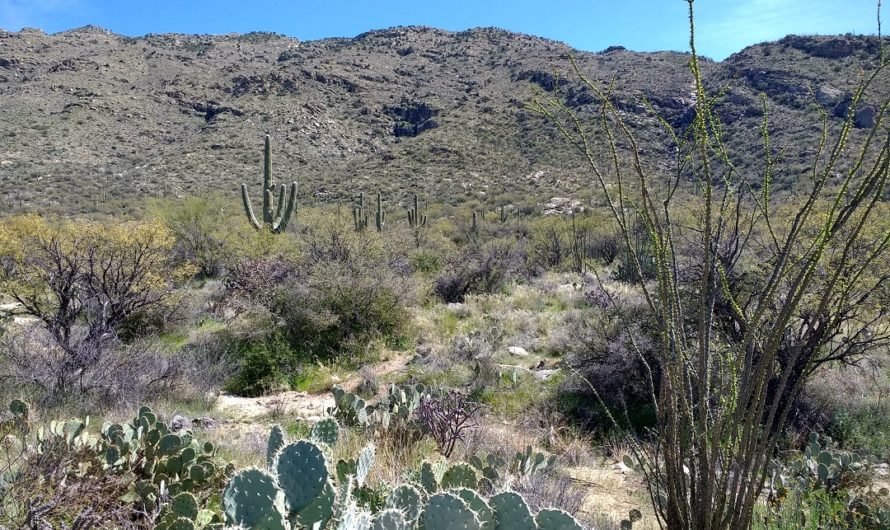 Ok. That bit about saguaros was only half-true