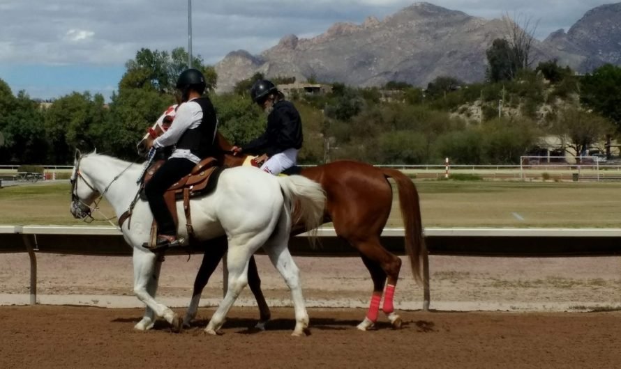 A Day at the Rillito Horse Races