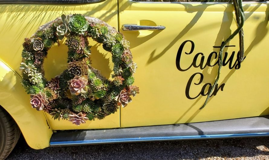 Yellow VW Bug loves succulents