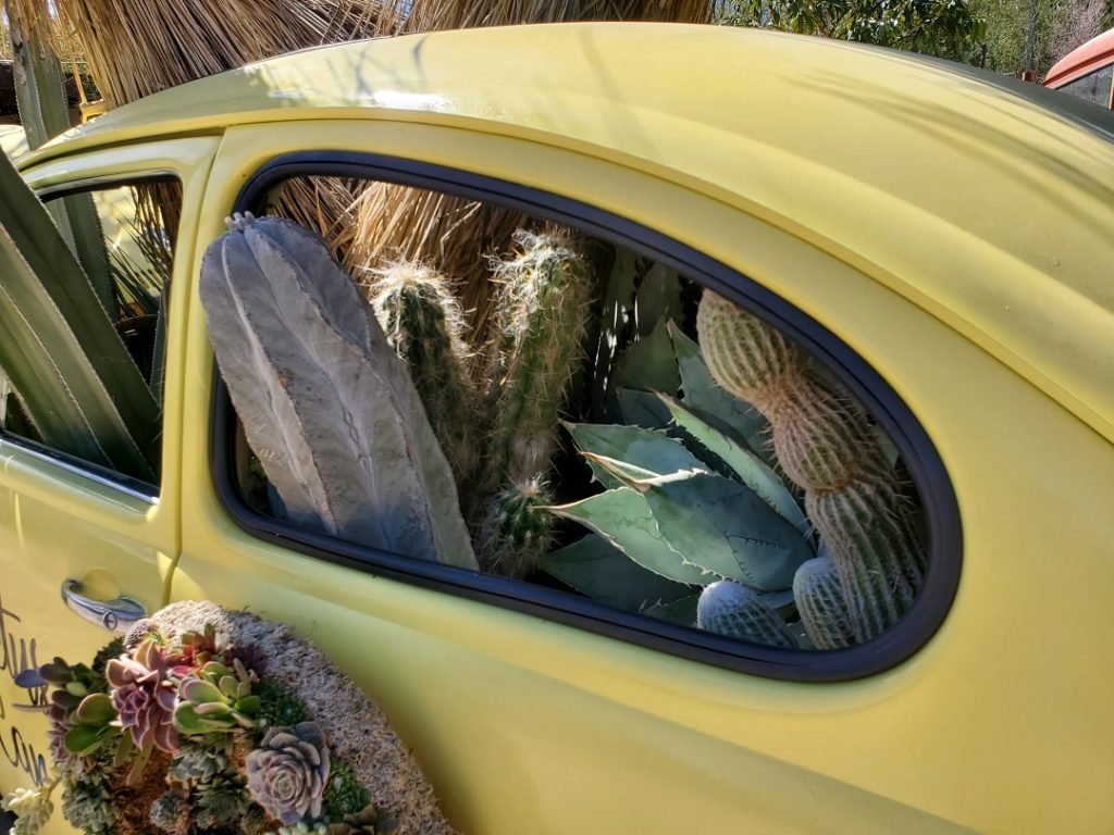 Yellow VW Bug loves succulents | I saw it in Tucson