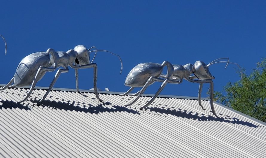 Let’s have a picnic with ants