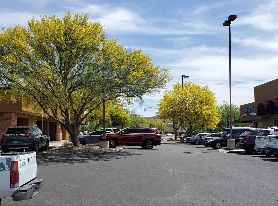 Palo Verde trees in bloom 2021