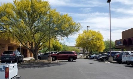 Palo Verde trees in bloom 2021