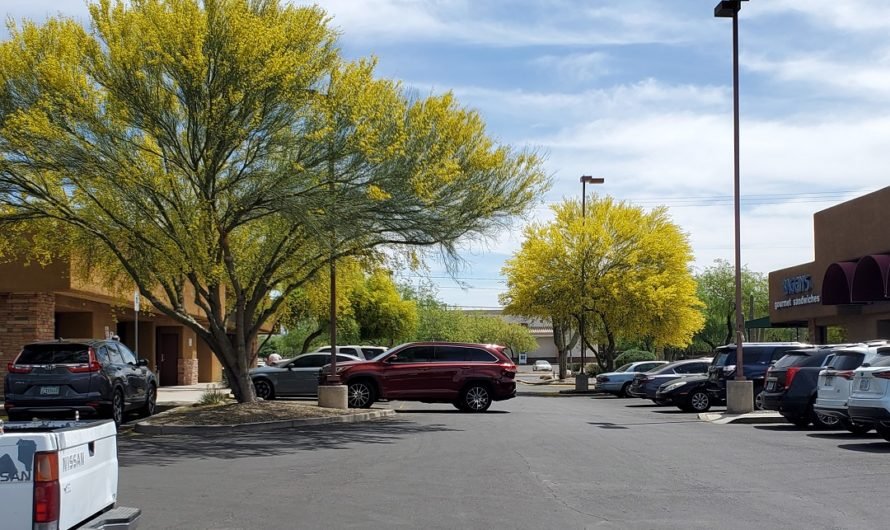 Yellow season in Tucson