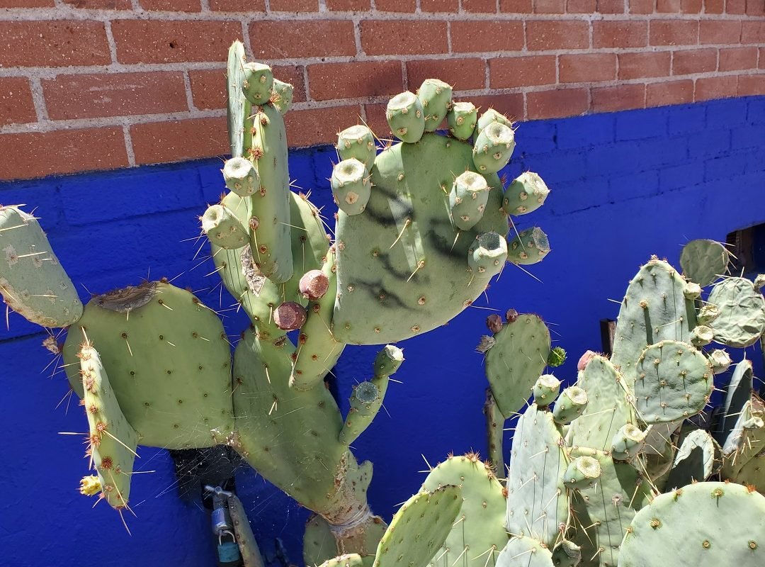 faces painted on cactus