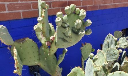 faces painted on cactus