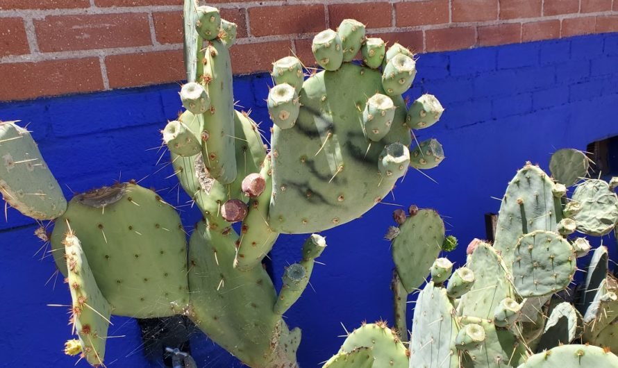 Lost Barrio: cacti faces and AirBnB furnishings