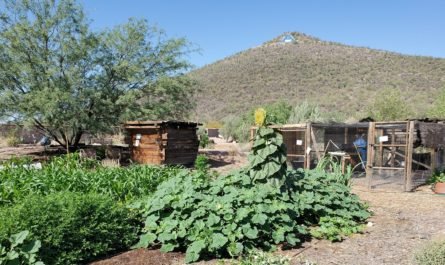 bat house below A mountain Tucson