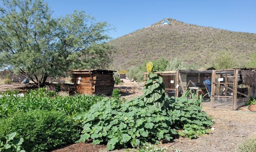 A bat house and figs at Tucson’s Garlic Fest