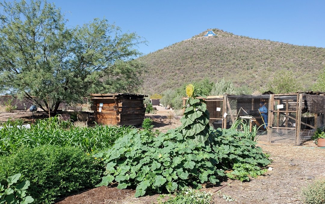 bat house below A mountain Tucson