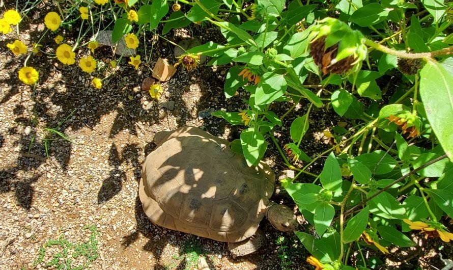 Hungry tortoise, plump saguaro and a cattle tank at the Botanic Garden