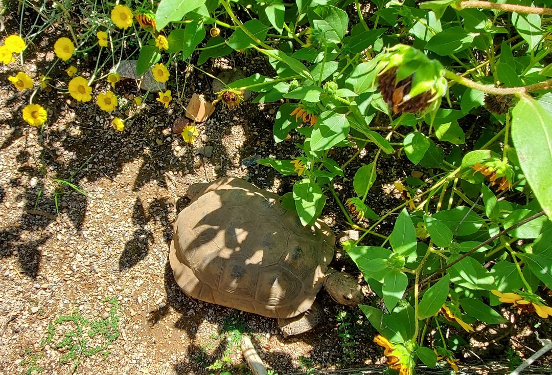 desert tortoise Tucson Botanical Garden