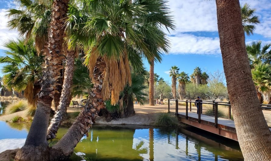 (Almost) picnic perfect at Agua Caliente Park