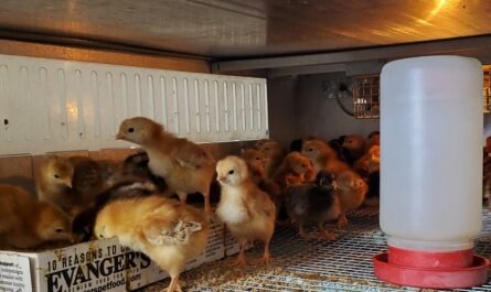 baby chicks at OK Geed store in Tucson