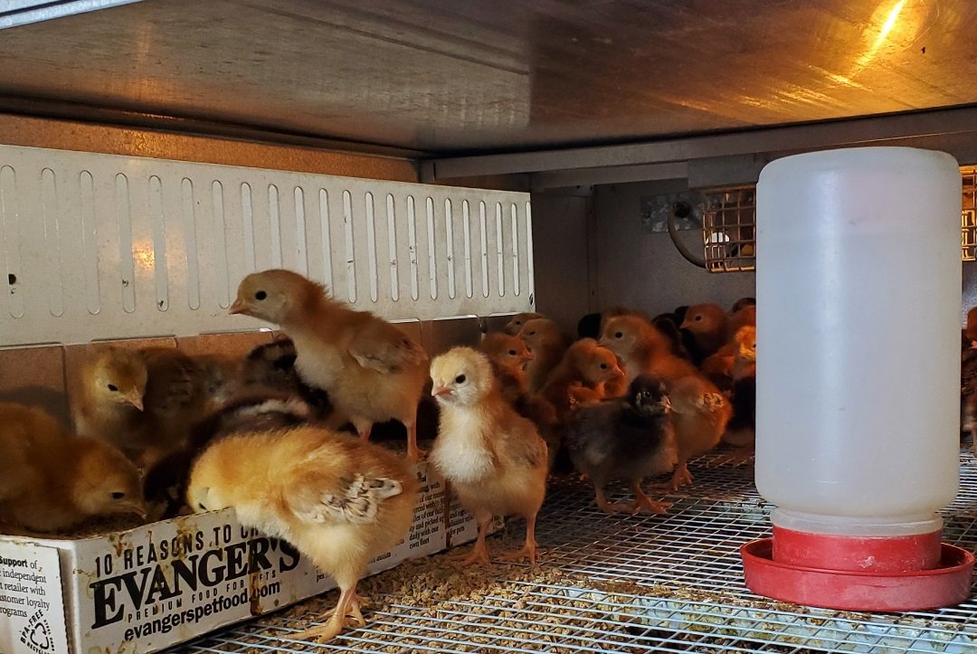 baby chicks at OK Geed store in Tucson