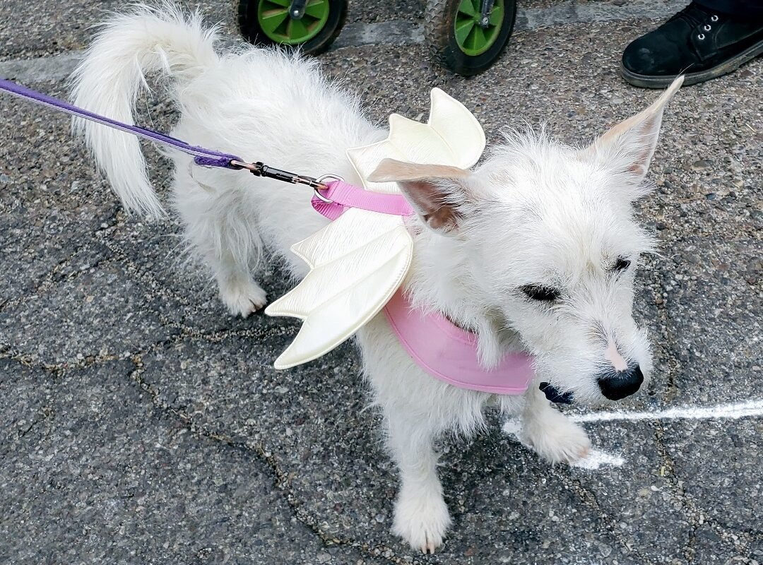 dog with angel wings
