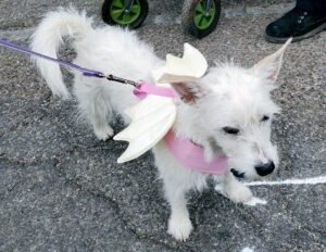 dog with angel wings