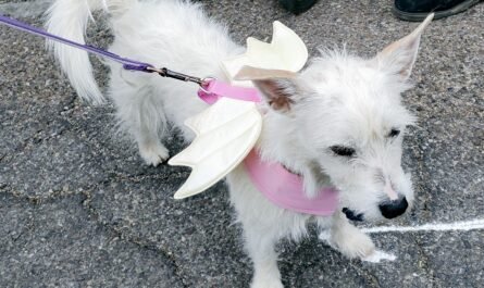 dog with angel wings
