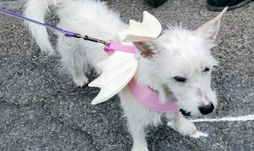 Best dressed dogs and people at Pet Parade