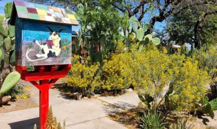Little Free Libary in Blenhem Elm neighborhood Tucson
