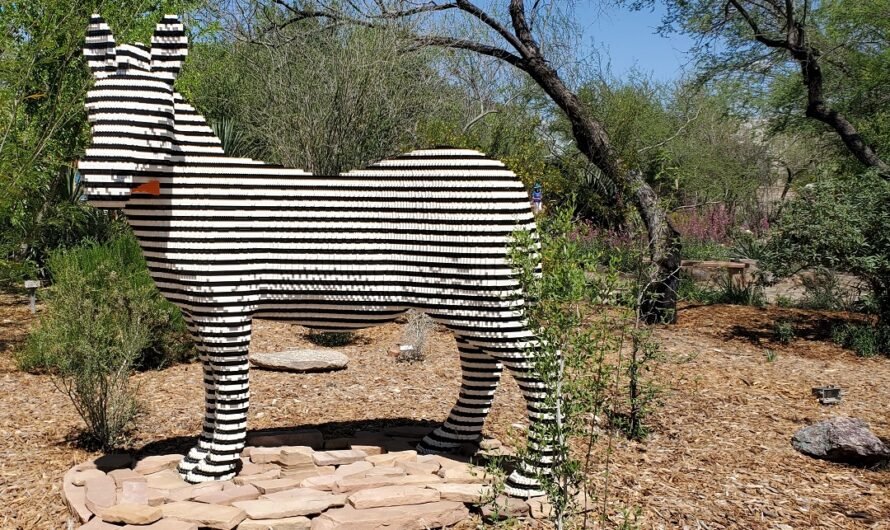 What’s wrong with this Zebra?