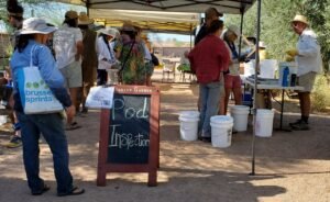 inspecting mesquite seed pods before milling in Tucson