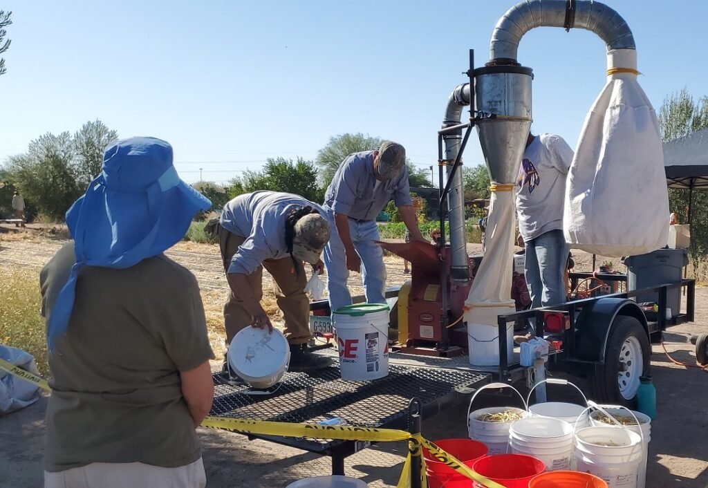 milling mesquite pods into flour for food