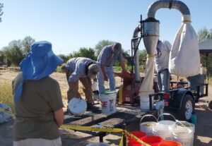 milling mesquite pods into flour for food