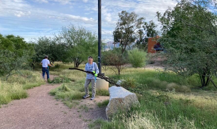 Before/After: Navajo Wash Tree Massacre