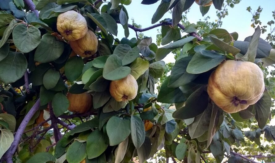 4 plant sales and a quince tasting this weekend