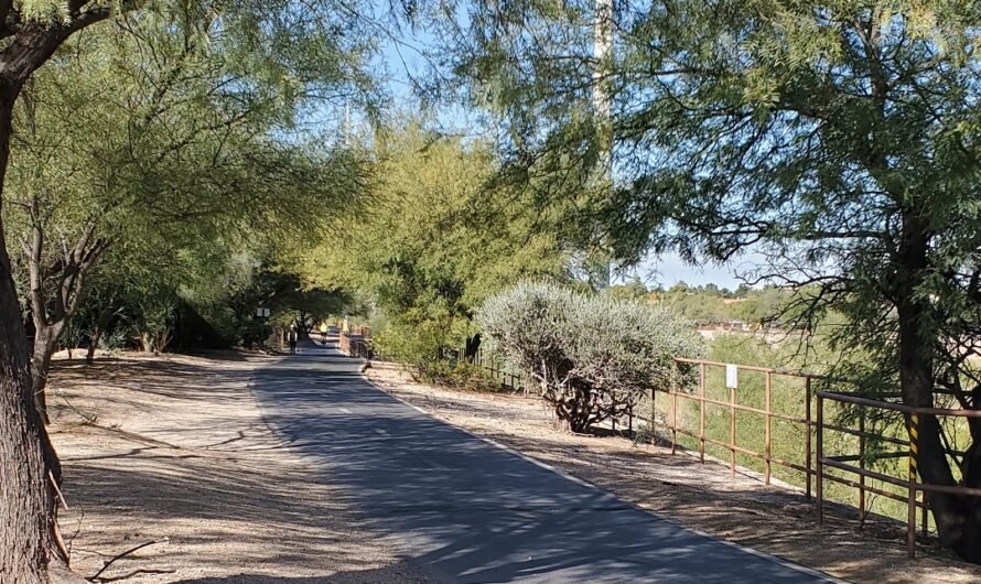 Shady path and reporting your new tree