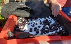 black olives embedded in salt
