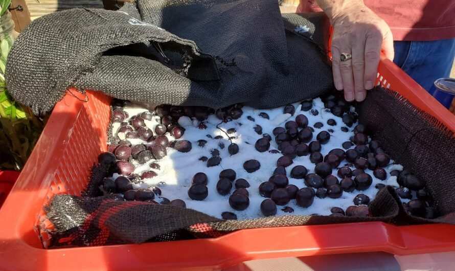 Busy Saturday: Olives, cancelling a $5 tree, ofrendas