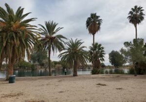 palm trees at Silverbell Lake Christopher Columbus Park Tucson