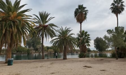 palm trees at Silverbell Lake Christopher Columbus Park Tucson