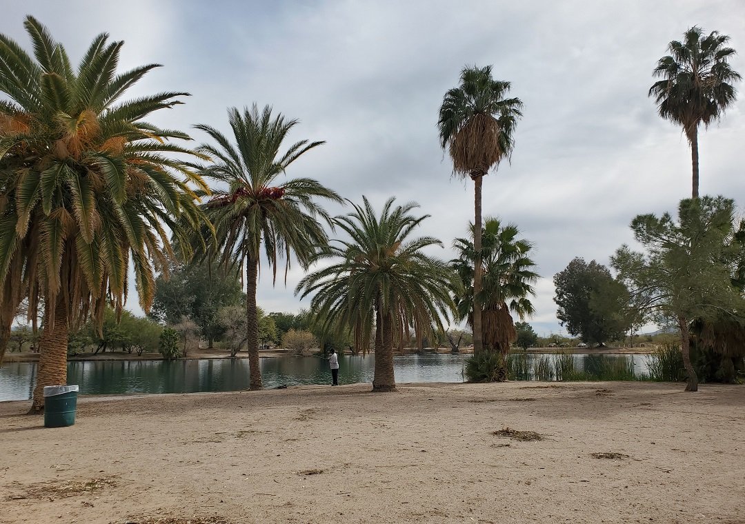 palm trees at Silverbell Lake Christopher Columbus Park Tucson