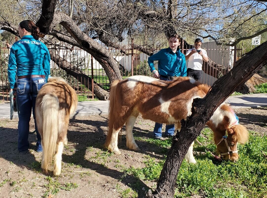 2 ponies at Tucson pet parade
