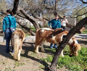 2 ponies at Tucson pet parade