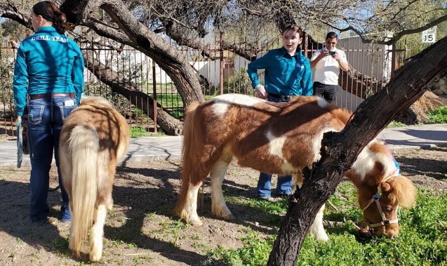 1 goat, 2 cats, 4 ponies and a gazillion dogs