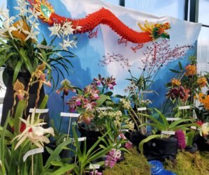 Chinese dragon themed display at Tucson Orchid Show