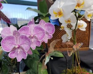 striped white purple orchid