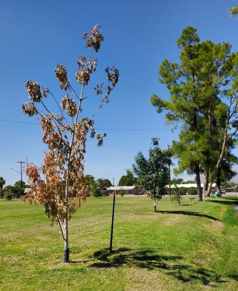 dead tree at Conner Park Sept 2024