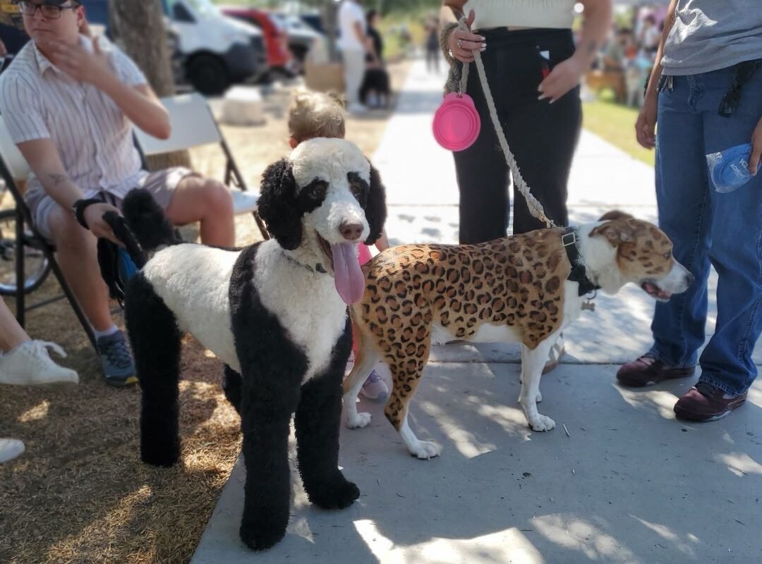 dogs painted to look like panda and cheetah