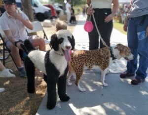 dogs painted to look like panda and cheetah