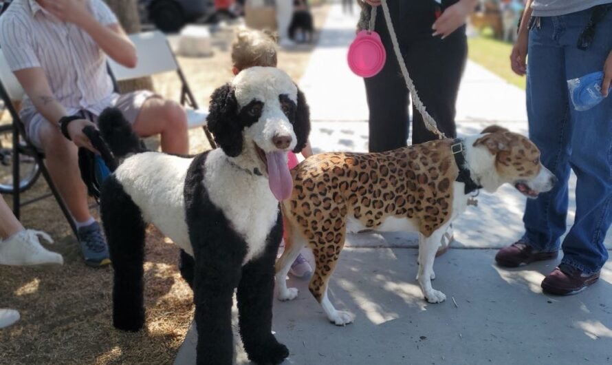 Hot Dog! The Dogtoberfest was fun
