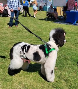 dog painted like cow