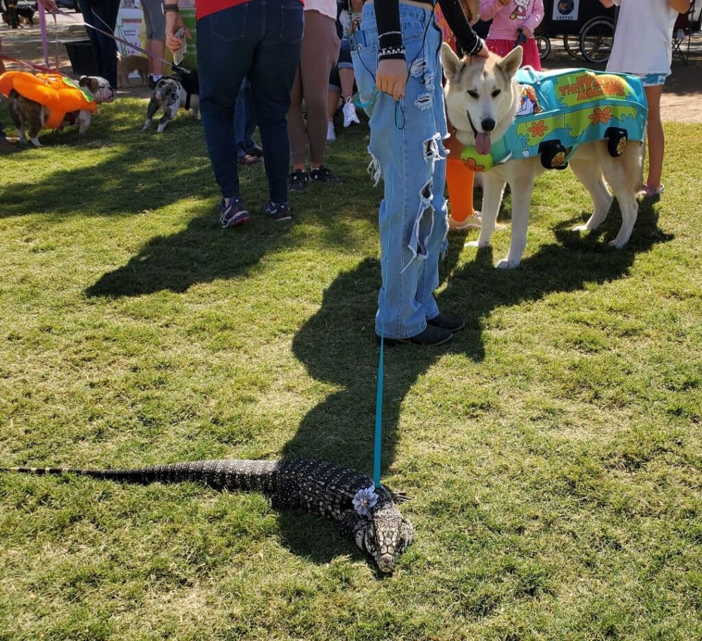 lizard at Dogtoberfest 2024